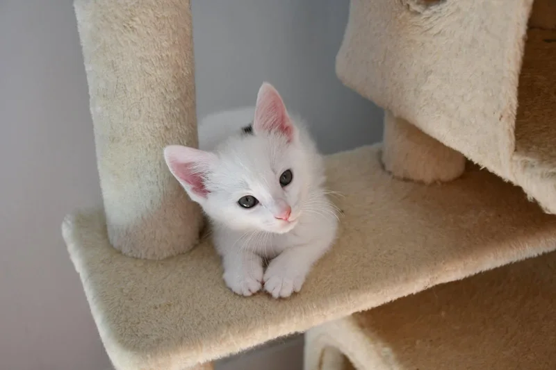 A baby small-sized male White Domestic Short Hair cat named Haaland for adoption in Ellicott City, MD