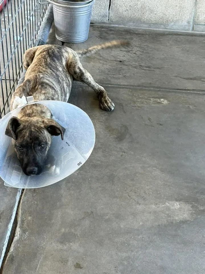 A baby medium-sized female Mixed Breed dog named Jessie for adoption in Ocala, FL