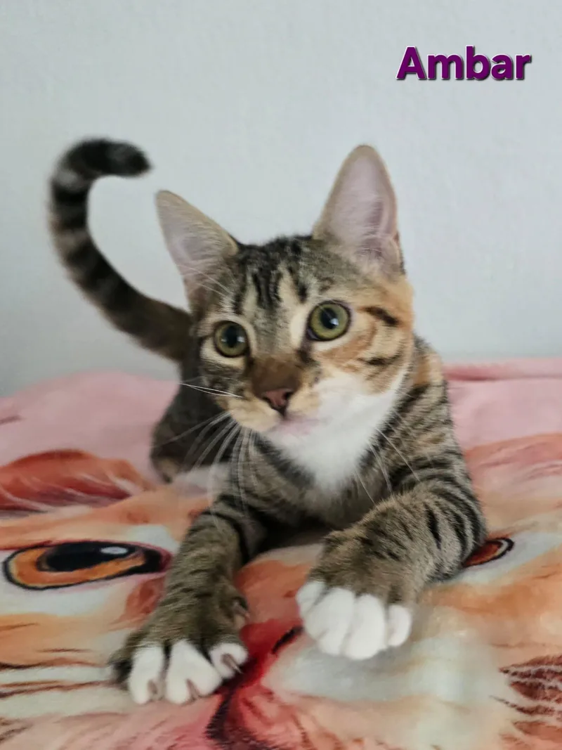 Ambar