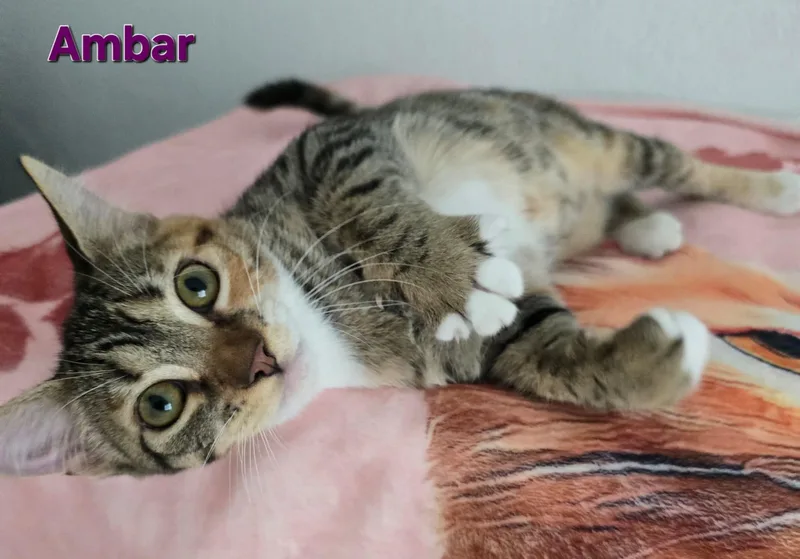 Ambar thumbnail 3