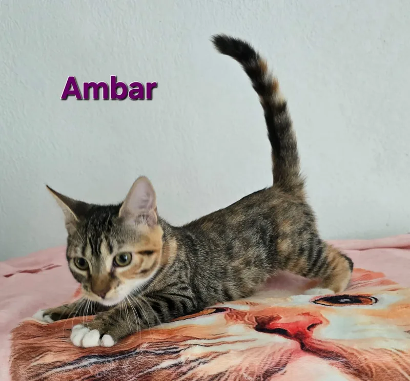 Ambar thumbnail 4