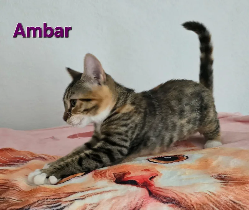 Ambar thumbnail 5