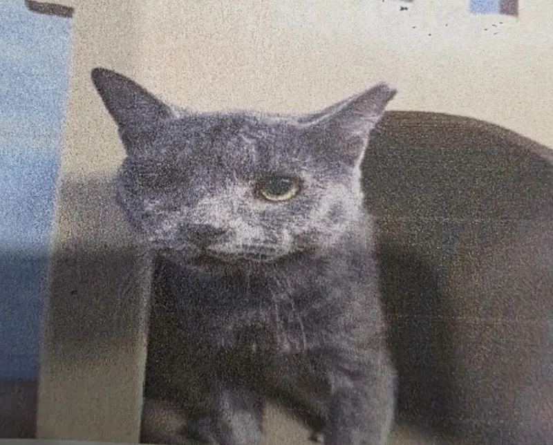 An adult medium-sized male Russian Blue cat named Fungi for adoption in Zimmerman, MN