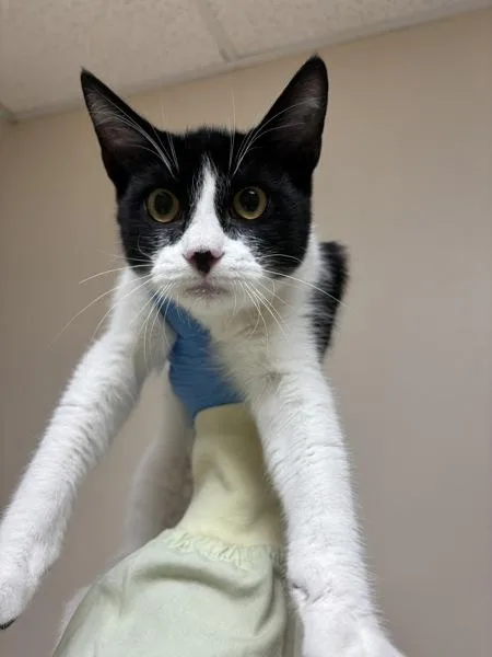 A young small-sized male Domestic Short Hair cat named Oriole for adoption in Sherwood, OR