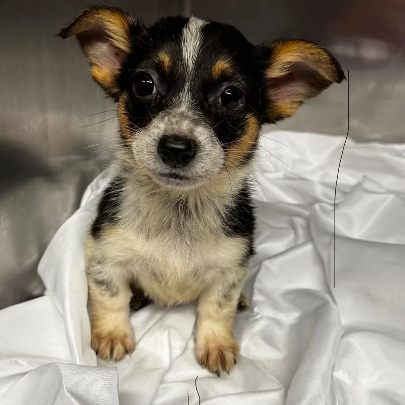 A baby small-sized female Black Corgi dog named Lamborghini for adoption in Normal, IL