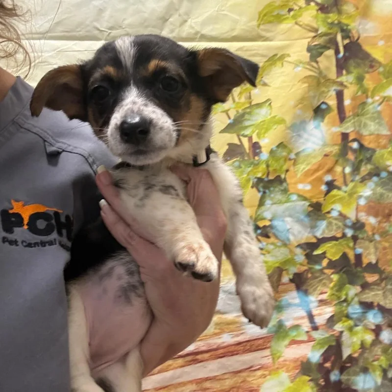 Lamborghini thumbnail 2