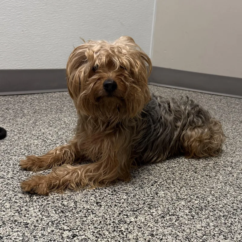 A young medium-sized male Golden Yorkshire Terrier dog named Jasper for adoption in Detroit, MI