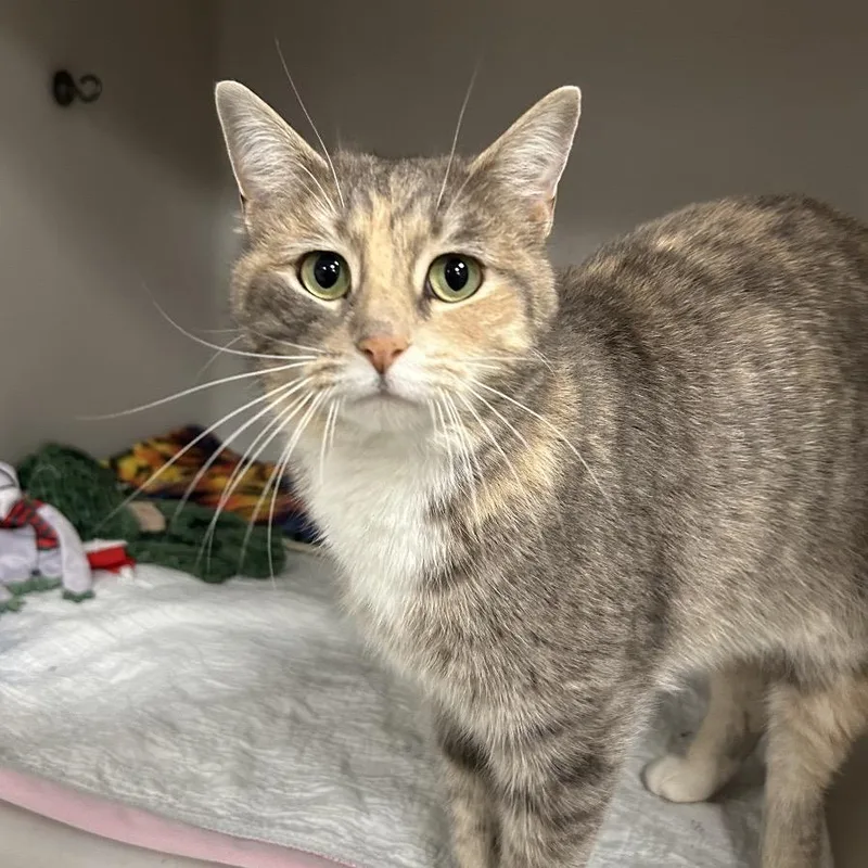 An adult medium-sized female Gray / Blue / Silver Domestic Short Hair cat named Amanda for adoption in Zanesville, OH
