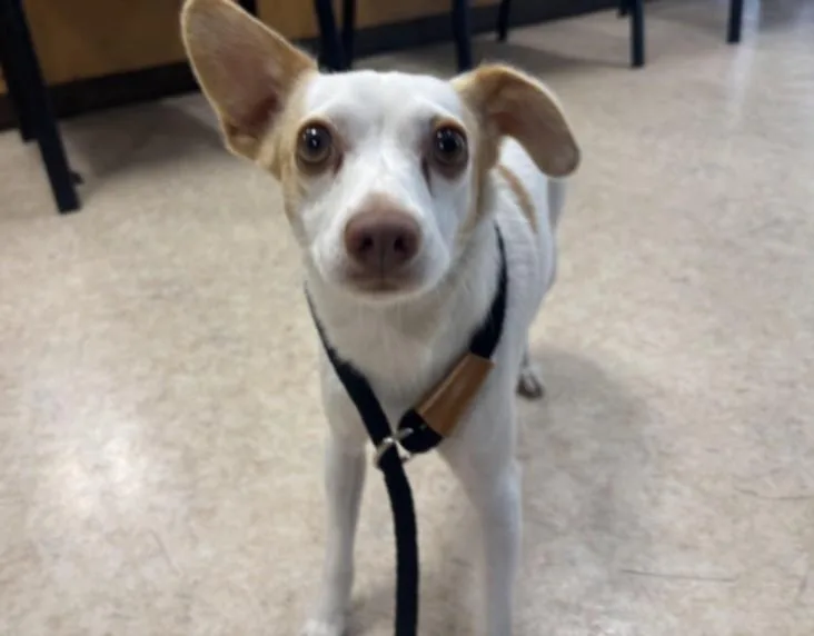 A young small-sized female Chihuahua dog named Flor for adoption in San Pedro, CA