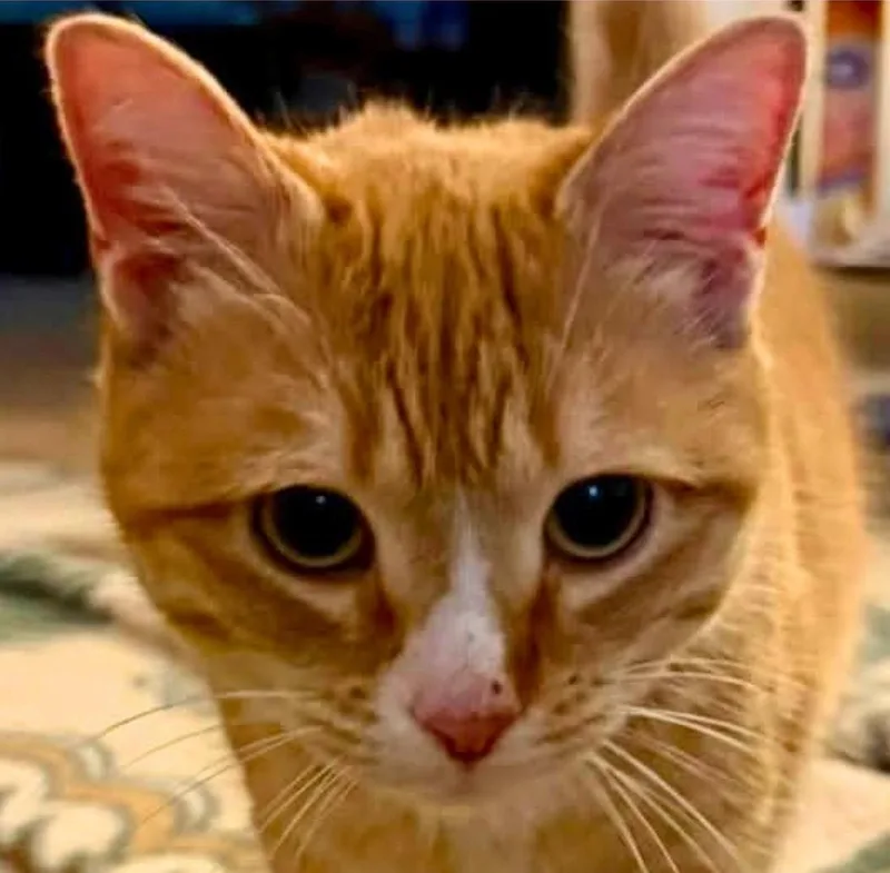 Purrlissa thumbnail 2