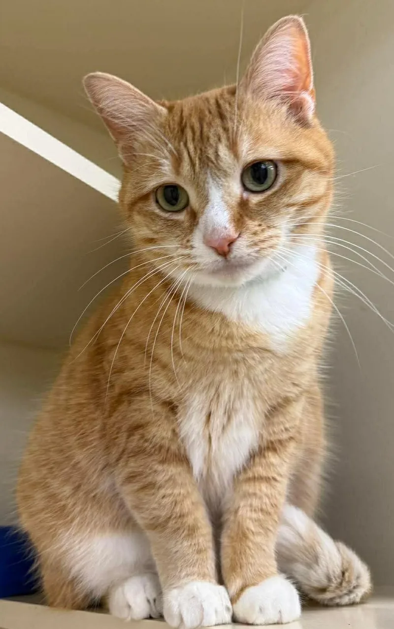 An adult medium-sized female Orange / Red Tabby cat named Purrlissa for adoption in Beckley, WV