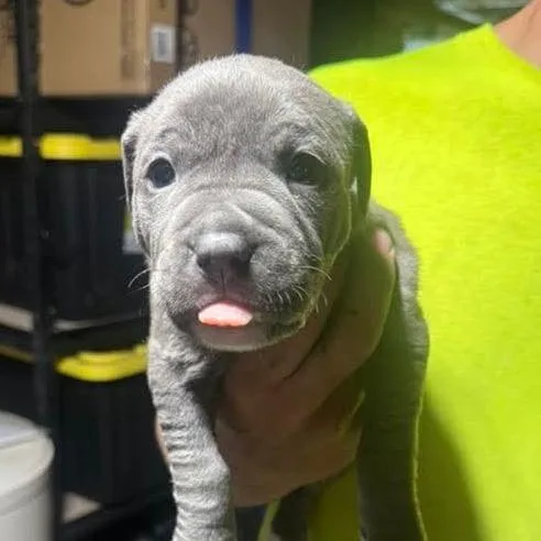 A baby medium-sized male Gray / Blue / Silver Mixed Breed dog named Garrett for adoption in DeKalb, IL