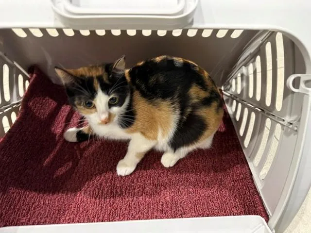 A young medium-sized female Domestic Short Hair cat named Amber for adoption in Garland, TX