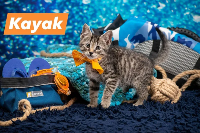 A baby small-sized male Tabby (Gray / Blue / Silver) Domestic Short Hair cat named Kayak for adoption in Sevierville, TN