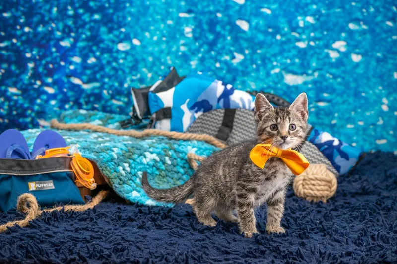 Kayak thumbnail 4