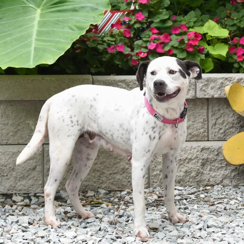 A senior medium-sized female White / Cream Labrador Retriever dog named Volt for adoption in Wake Forest, NC