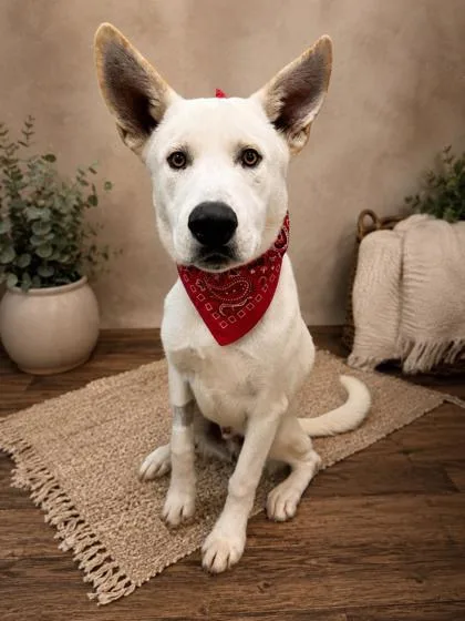 A young large-sized male Husky dog named Dimitri for adoption in Seagoville, TX