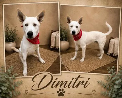 Dimitri thumbnail 3