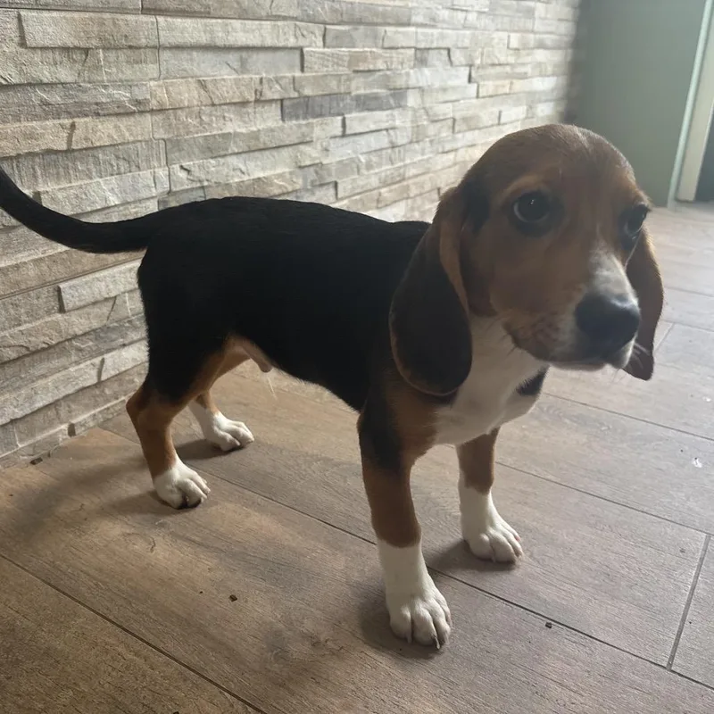 A baby small-sized male Yellow / Tan / Blond / Fawn Beagle dog named aka Spencer for adoption in LOXAHATCHEE, FL