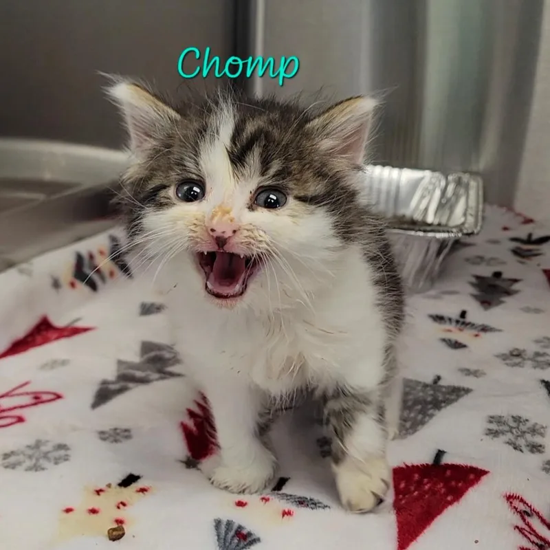 A baby small-sized male Brown / Chocolate Domestic Long Hair cat named Chomp for adoption in Parkersburg, WV
