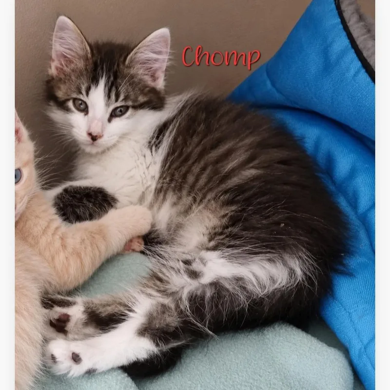 Chomp thumbnail 2