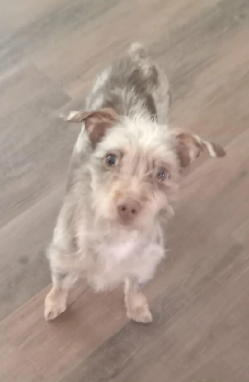 Lila