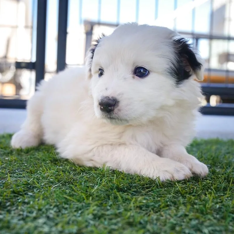A baby medium-sized female White / Cream Australian Shepherd dog named Lucky for adoption in Phoenix, AZ