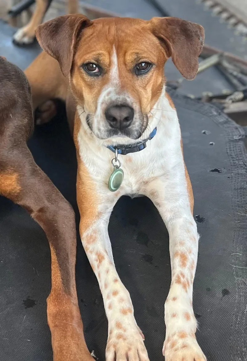A young medium-sized female Australian Cattle Dog / Blue Heeler dog named Aria for adoption in Dallas, TX