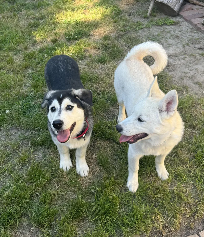 Zig