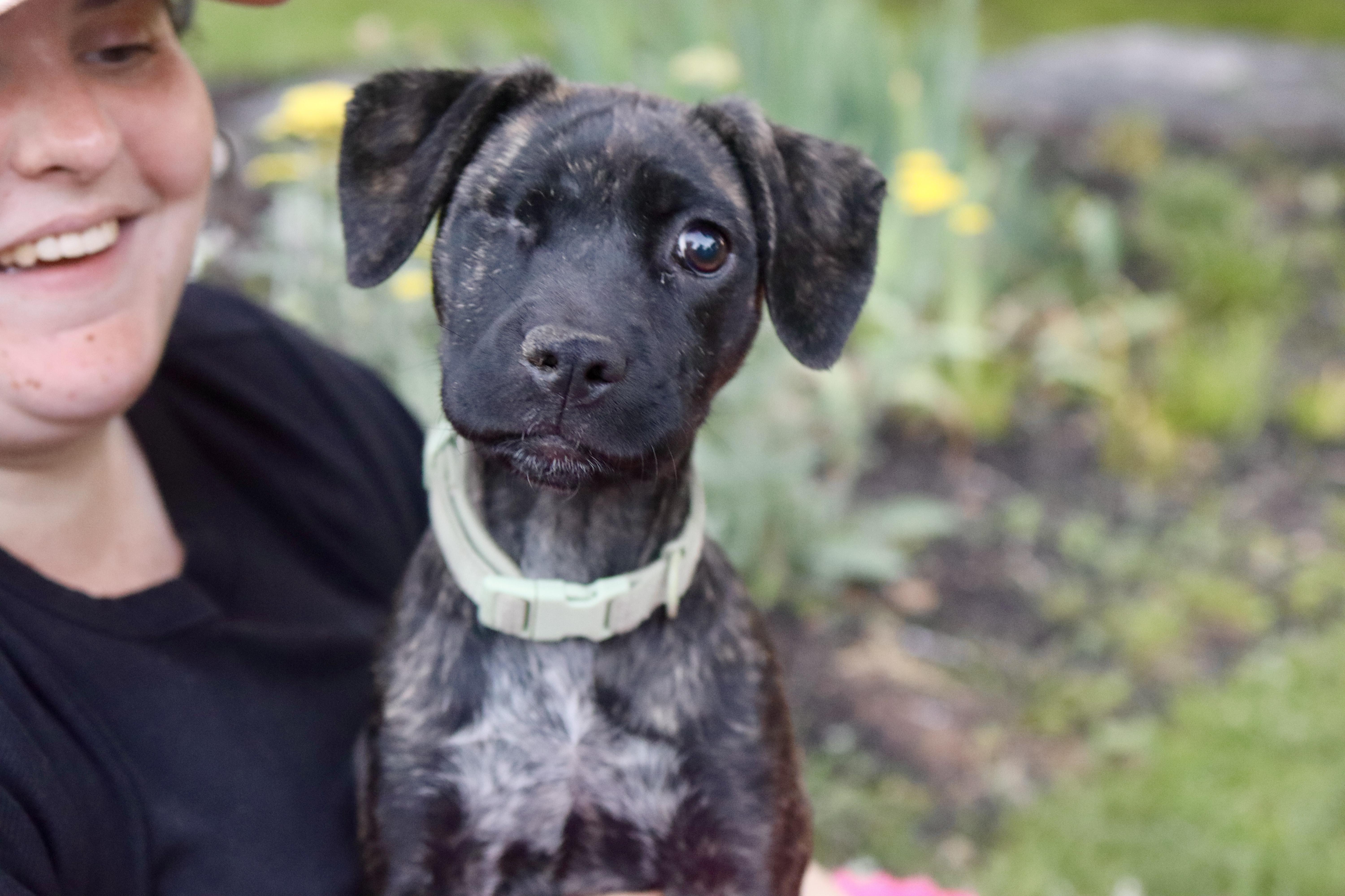 A baby medium-sized female Black Mixed Breed dog named Iris Mae for adoption in Franklin, TN