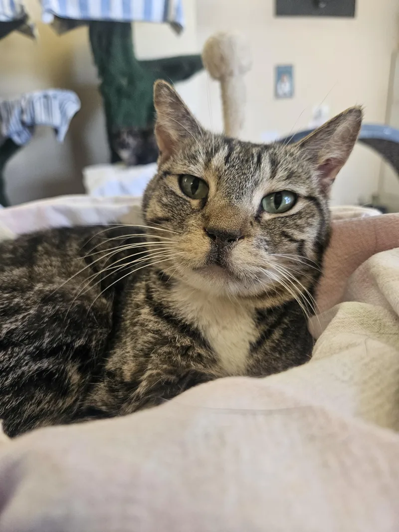 An adult medium-sized female Tabby (Brown / Chocolate) Domestic Short Hair cat named Sheba for adoption in Orange, CA