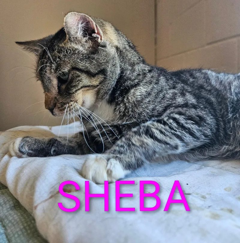 Sheba thumbnail 2