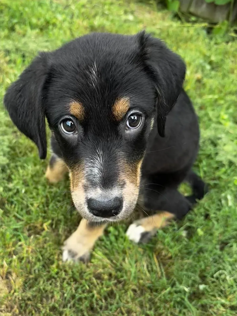 A baby large-sized female Tricolor (Brown, Black, & White) German Shorthaired Pointer dog named Marlee for adoption in Calera, AL