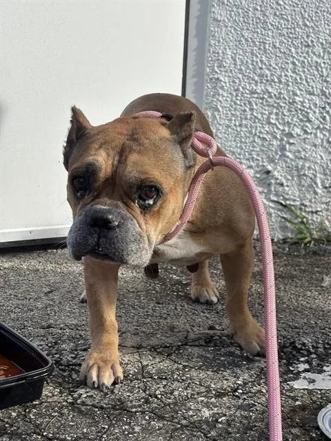 An adult medium-sized female American Bulldog dog named Chimi for adoption in Miami, FL