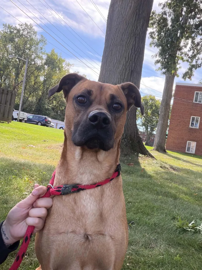 A young medium-sized male Boxer dog named Mugsy for adoption in Parma, OH