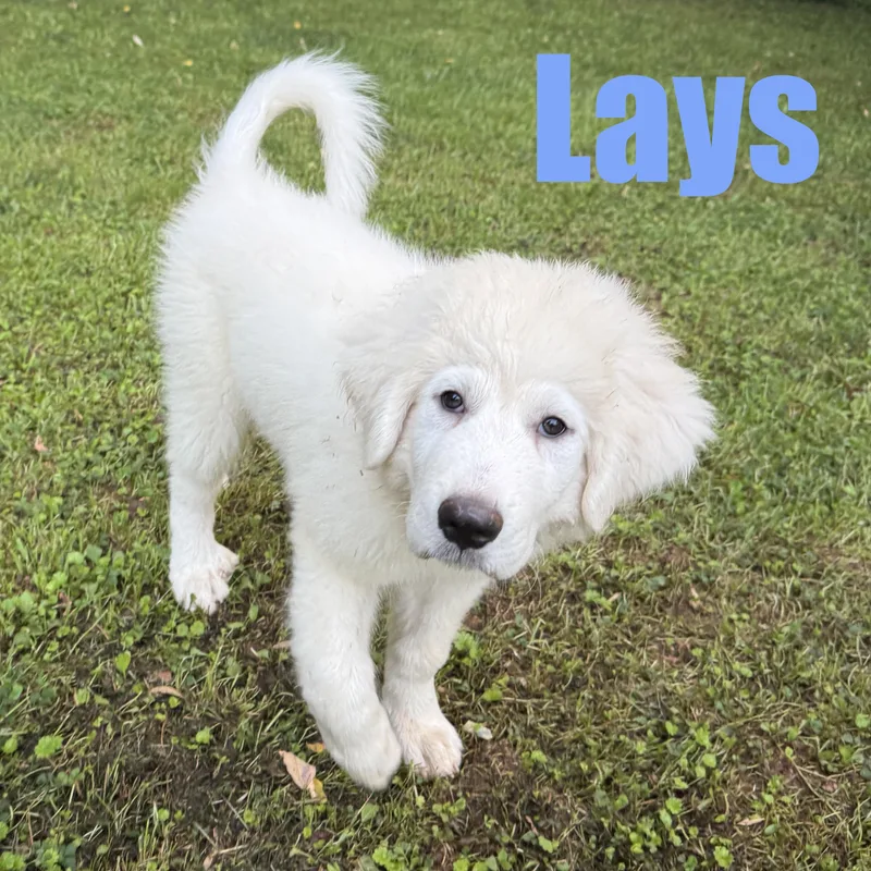 A baby extra large-sized male Great Pyrenees dog named Lays for adoption in Ellicott City, MD