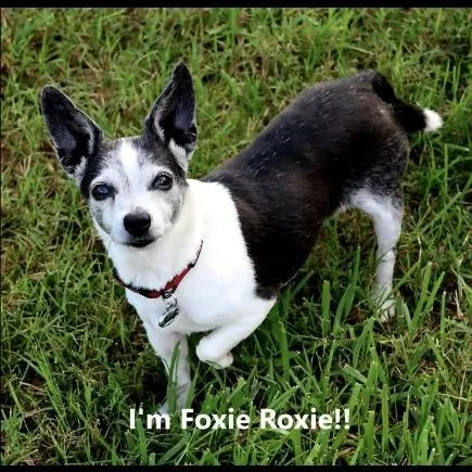 A senior small-sized female Black Chihuahua dog named Roxy for adoption in Morganton, NC