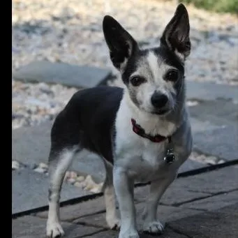 Roxy thumbnail 2