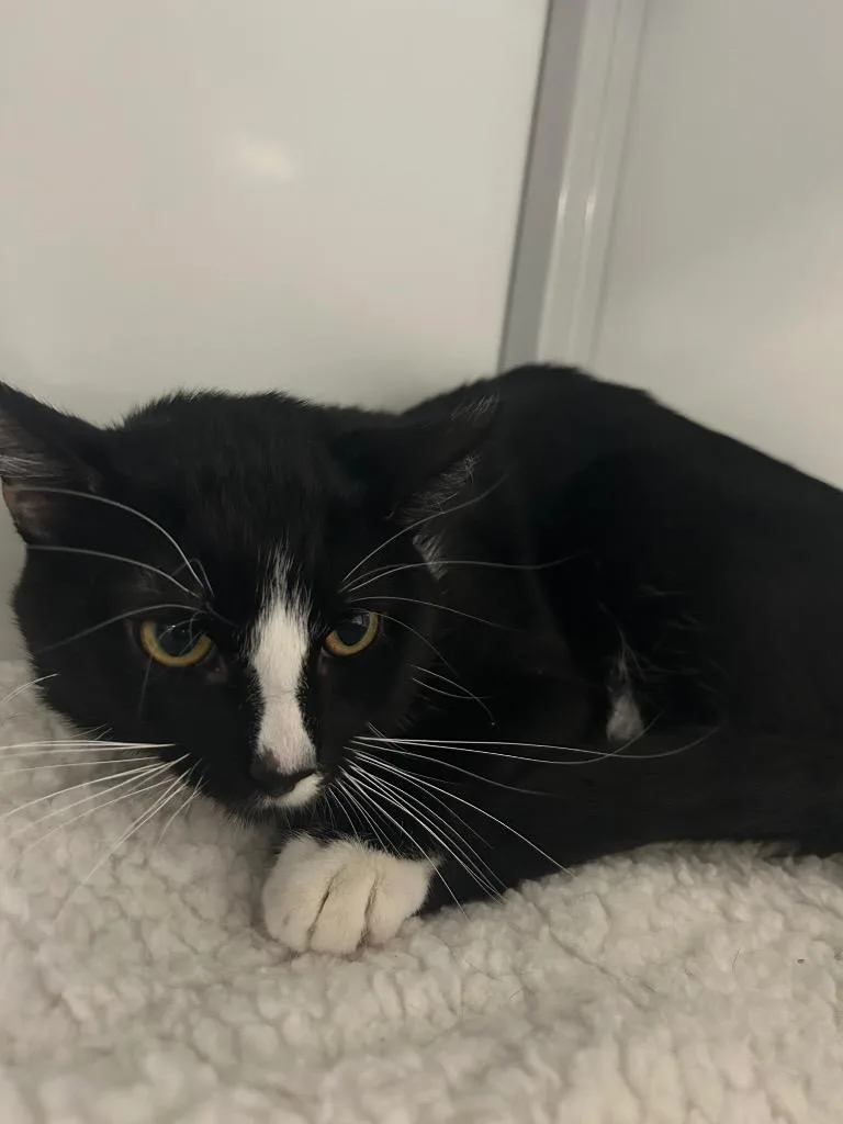 A young medium-sized male Domestic Short Hair cat named Johnny for adoption in Peoria, AZ