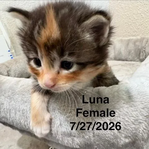 A baby small-sized female Orange / Red Domestic Medium Hair cat named Luna for adoption in League City, TX