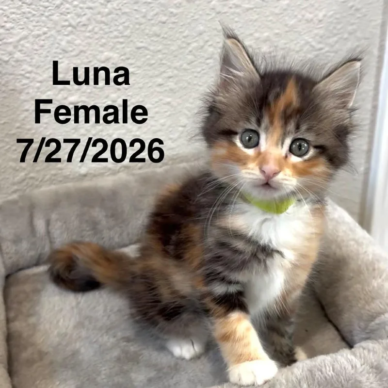 Luna thumbnail 2
