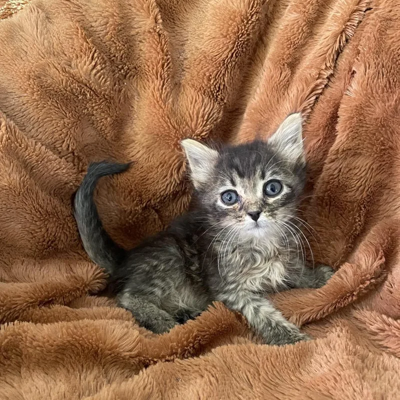 Tiny