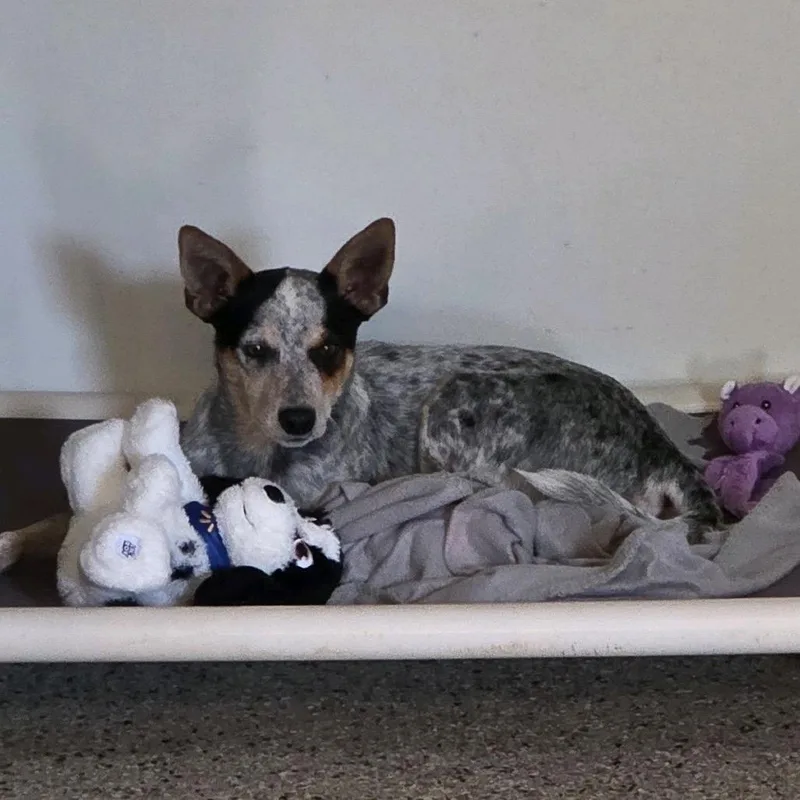 A young medium-sized male Black Australian Cattle Dog / Blue Heeler dog named Maddox for adoption in Brownsboro, AL