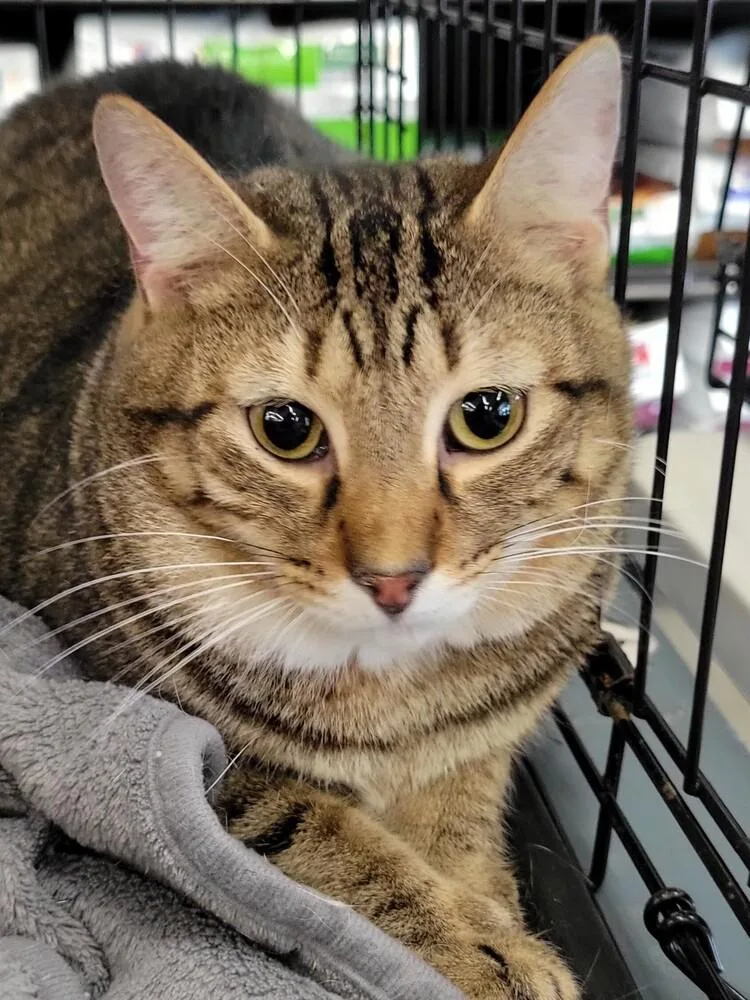 An adult medium-sized male Tabby (Brown / Chocolate) Domestic Short Hair cat named Ajax for adoption in Douglasville, GA