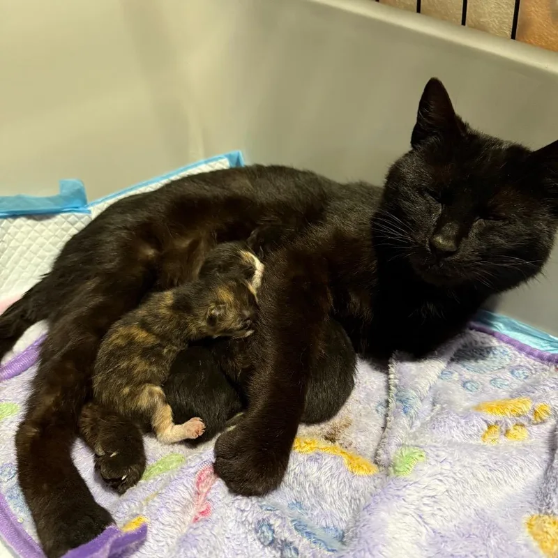 An adult medium-sized female Black Domestic Medium Hair cat named Biscuit for adoption in Kansas City, MO