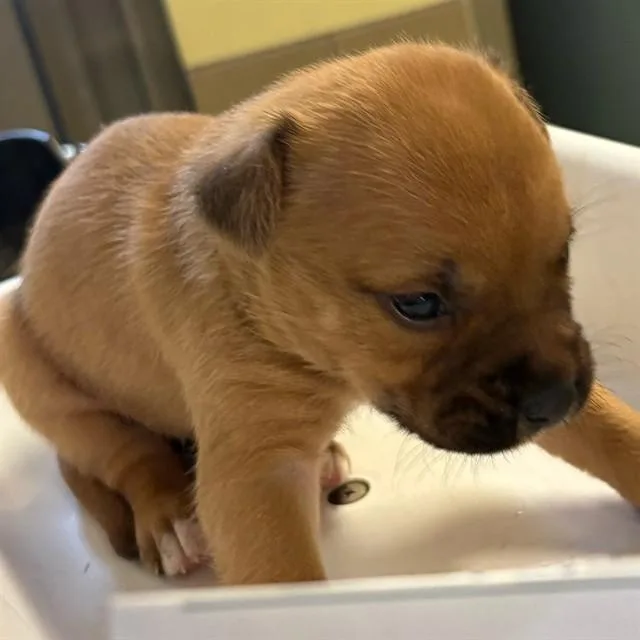 A baby small-sized female German Shepherd Dog dog named Artemis for adoption in Riverside, CA