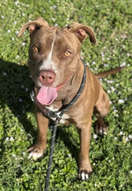 A young medium-sized male American Staffordshire Terrier dog named Tyler for adoption in Fort Lauderdale, FL