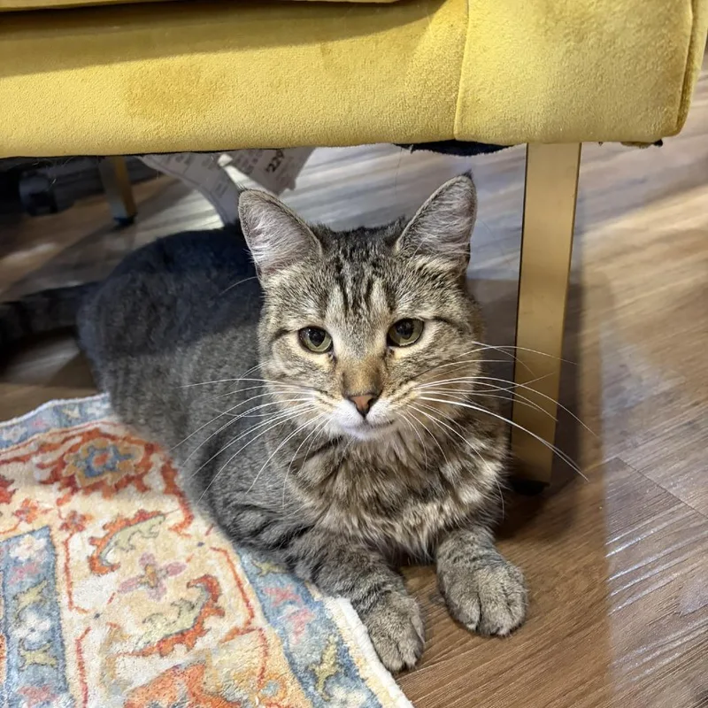 An adult small-sized female Gray / Blue / Silver Domestic Short Hair cat named Olivia for adoption in Pittsburg, KS