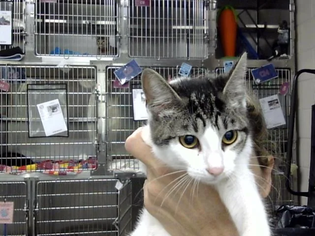A baby large-sized male Domestic Short Hair cat named Oreo for adoption in Pasadena, TX
