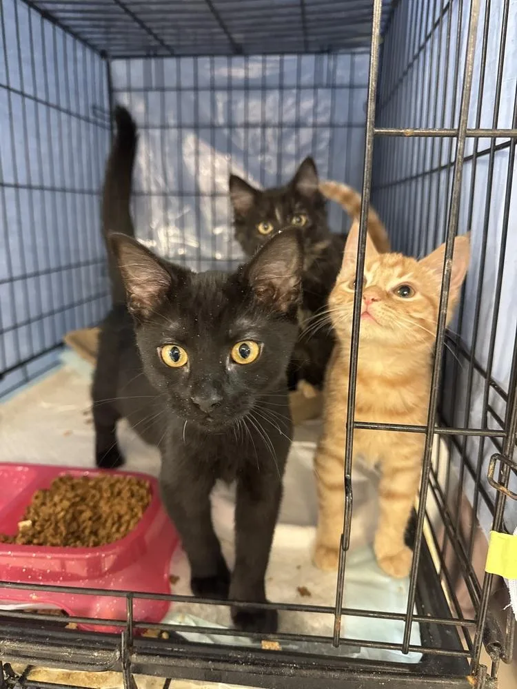 A baby small-sized male Black Domestic Short Hair cat named Lulu for adoption in Fort Walton Beach, FL